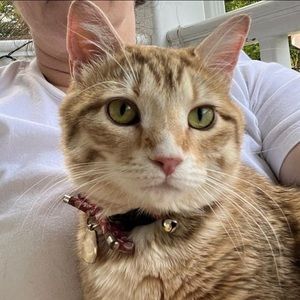 Meet your Posher, Ginger